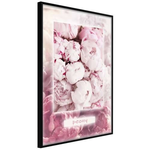 Poster - Scent of Peonies 30x45