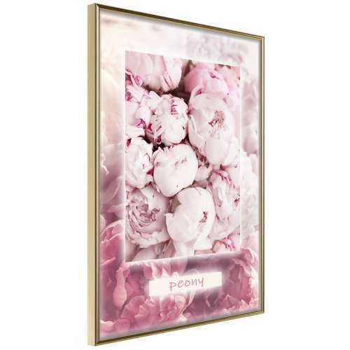 Poster - Scent of Peonies 20x30