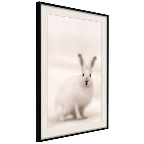 Poster - Curious Rabbit 40x60 Cijena