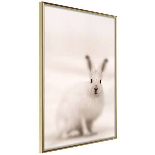 Poster - Curious Rabbit 40x60