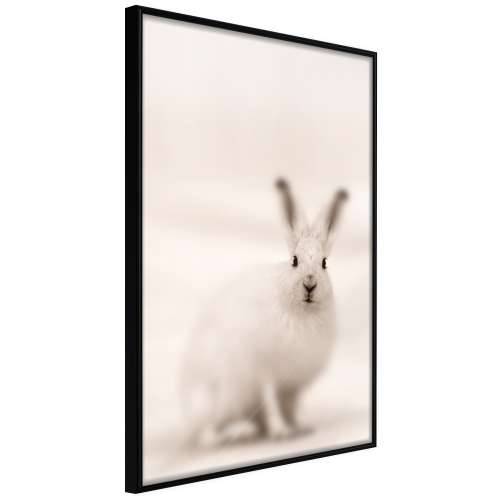 Poster - Curious Rabbit 20x30 Cijena