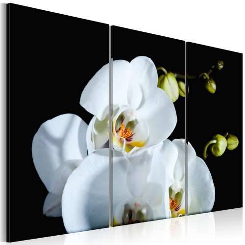 Slika - Snowy orchid 60x40 Cijena