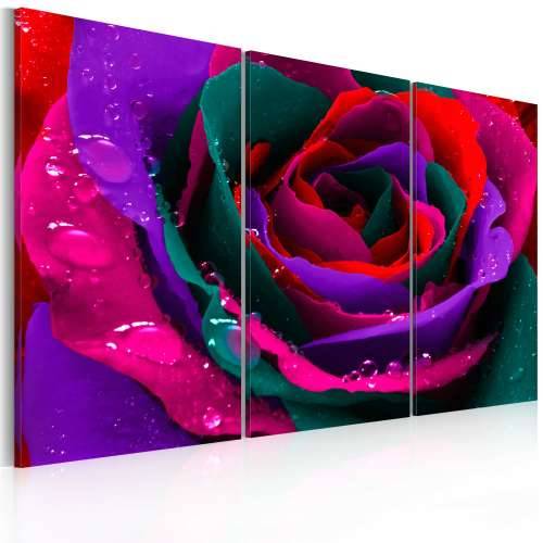 Slika - Rainbow-hued rose 90x60 Cijena