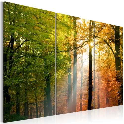 Slika - A calm autumn forest 120x80 Cijena