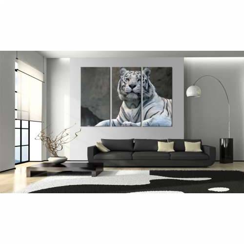 Slika - White tiger 120x80 Cijena