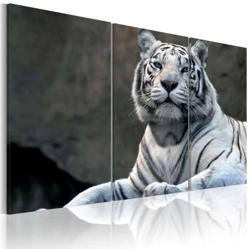 Slika - White tiger 90x60 Cijena