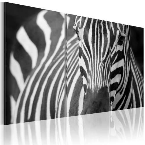 Slika - Mrs. Zebra 90x60 Cijena