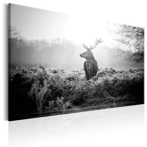 Slika - Black and White Deer 120x80 Cijena