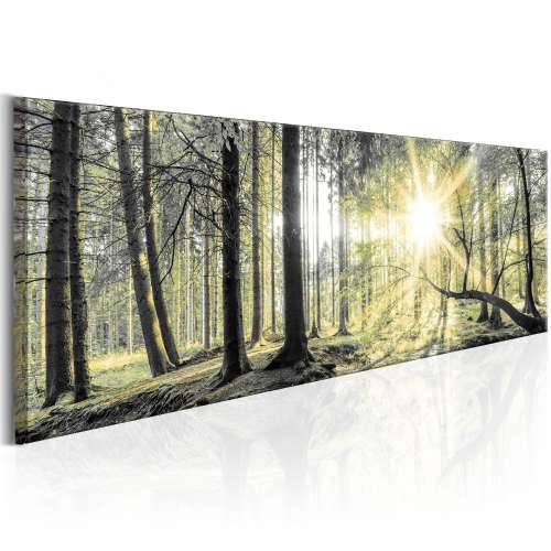 Slika - Morning Forest 150x50 Cijena