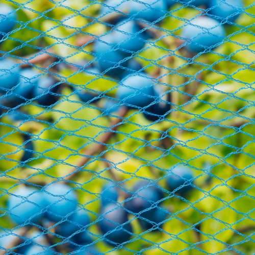 423502 Nature Bird Netting “Nano” 10x4 m Blue - 10 x 4 m Cijena