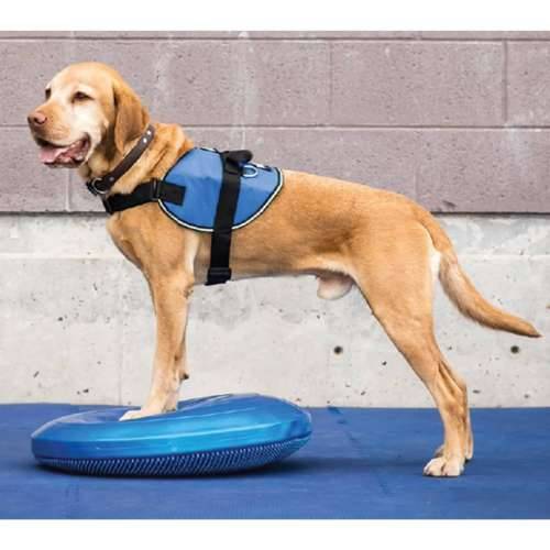 FitPAWS disk za ravnotežu kućnih ljubimaca 36 cm plavi - 36 cm Cijena