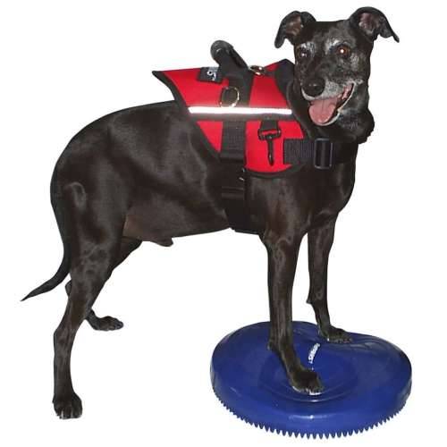 FitPAWS disk za ravnotežu kućnih ljubimaca 36 cm plavi - 36 cm Cijena