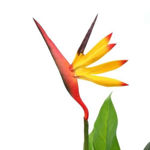 Umjetna biljka rajska ptica Strelitzia reginae 66 cm Cijena