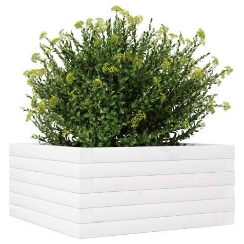 Vrtna sadilica bijela 50 x 50 x 23 cm od masivne borovine - Bijela 50 x 50 x 23 cm 1 Cijena