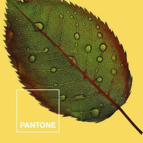 Nordijska navlaka Nature Pantone Cijena