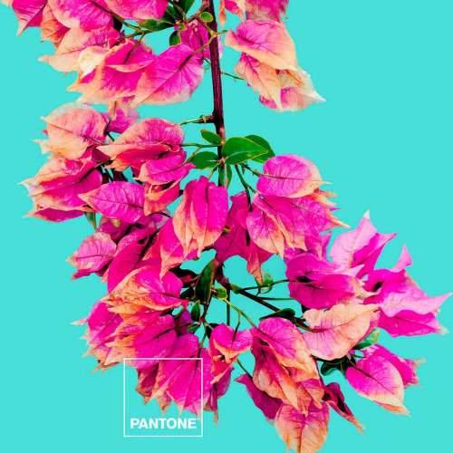 Nordijska navlaka Bugnavilla Pantone Cijena