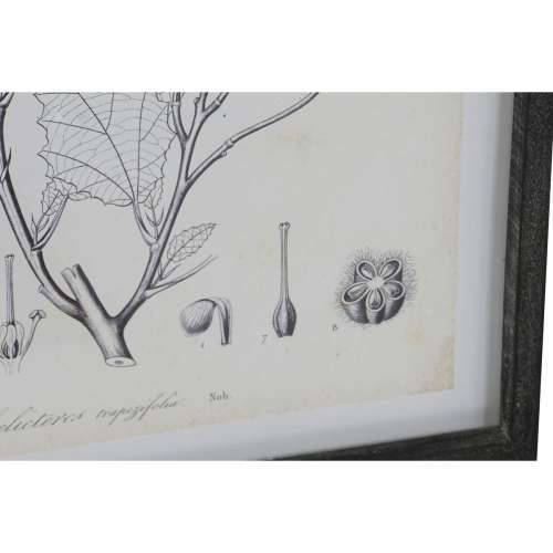 Slika DKD Home Decor moderan Botaničke biljke 45 x 2,5 x 60 cm (4 kom.) Cijena