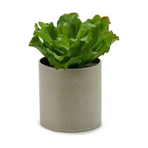 Ukrasna Biljka Ibergarden YC181588 20 x 25 x 20 cm (6 kom.) Cijena
