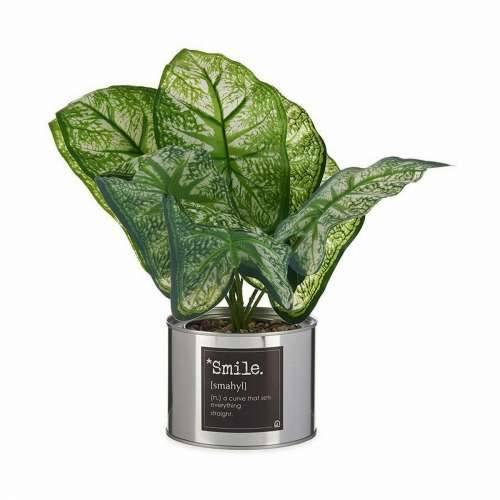 Ukrasna Biljka Ibergarden HY2-90 Metal Plastika Kaladij 26 x 26 x 26 cm (6 kom.) Cijena