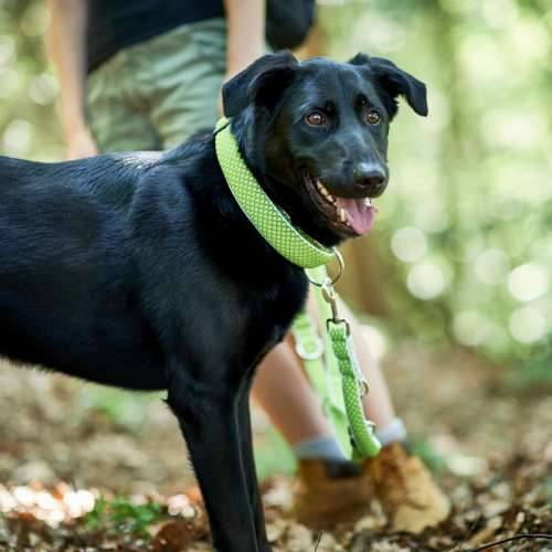 Ogrlica za pse Hunter Vario Plus Niti Veličina L Lime (40-60 cm) Cijena