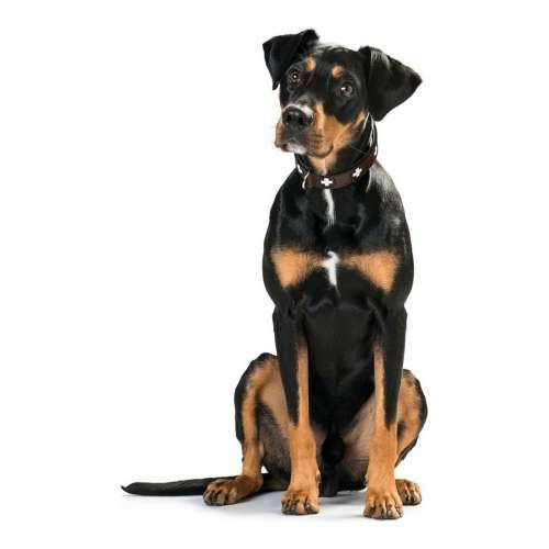 Ogrlica za pse Hunter Swiss Negro, marrón (24-28.5 cm) Cijena