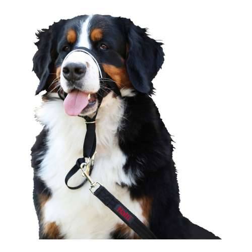 Ogrlica za obuku pasa Company of Animals Halti Crna Náhubok (35-48 cm) Cijena