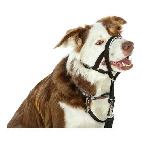 Ogrlica za obuku pasa Company of Animals Halti Crna Náhubok (46-62 cm) Cijena