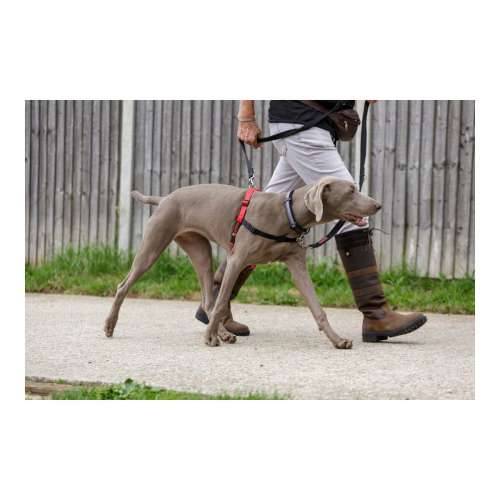 Orma za pse Company of Animals Halti Crna/Crvena L (80-120 cm) Cijena