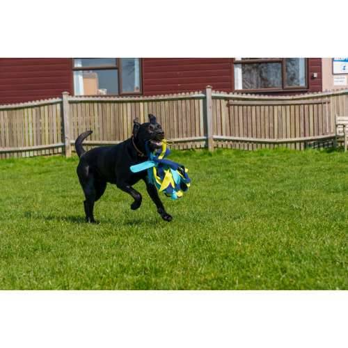 Training toy Coachi TUGGI SPIDER Plava Cijena