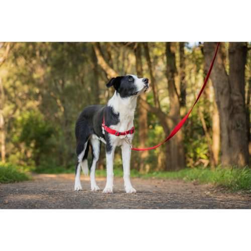 Orma za pse Red Dingo 50-70 cm Crvena M Cijena