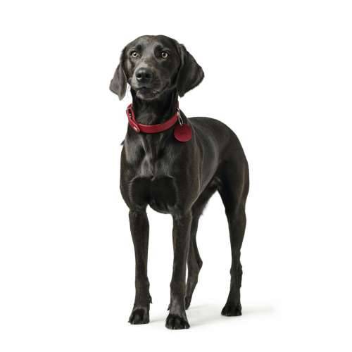 Ogrlica za pse Hunter Aalborg Crvena S/M 37-43 cm Cijena