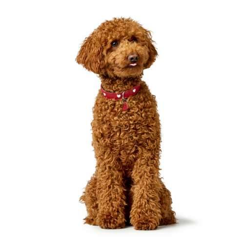 Ogrlica za pse Hunter Love S/M 35-40 cm Rojo/Blanco Cijena