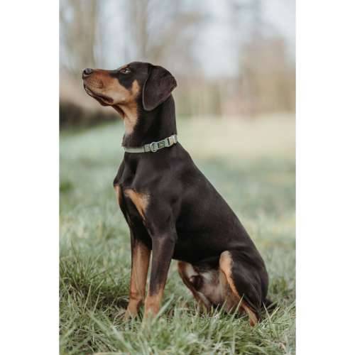 Ogrlica za pse Hunter Zelena 45-65 cm Cijena