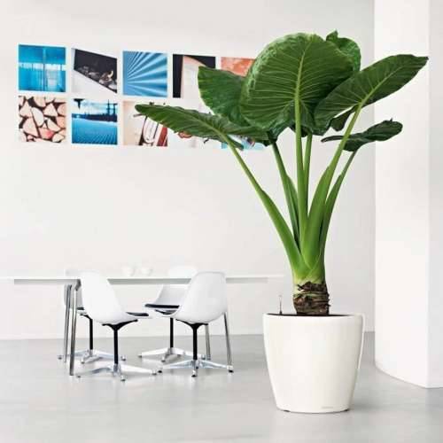 Tegla za samozalijevanjem Lechuza Bijela Ø 49,5 x 46,5 cm Plastika Cijena