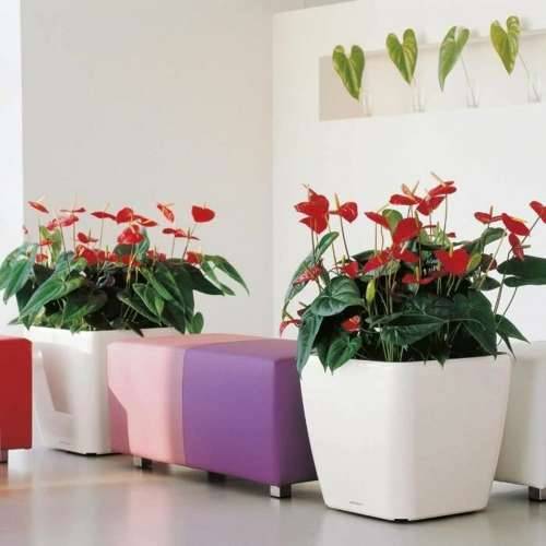 Posuda Lechuza 50 x 50 x 47 cm Plastika Cijena