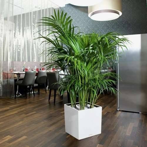 Posuda Lechuza 40 x 40 x 40 cm Crna Crvena polipropilen Plastika Cijena
