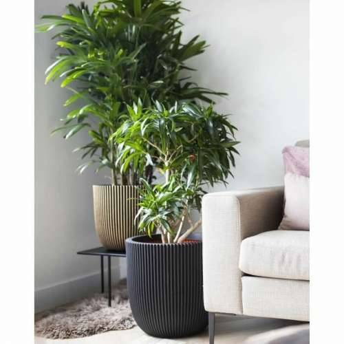 Tegla za biljke Capi Europe Crna Plastika Ø 35 cm 35 x 35 x 34 cm Cijena