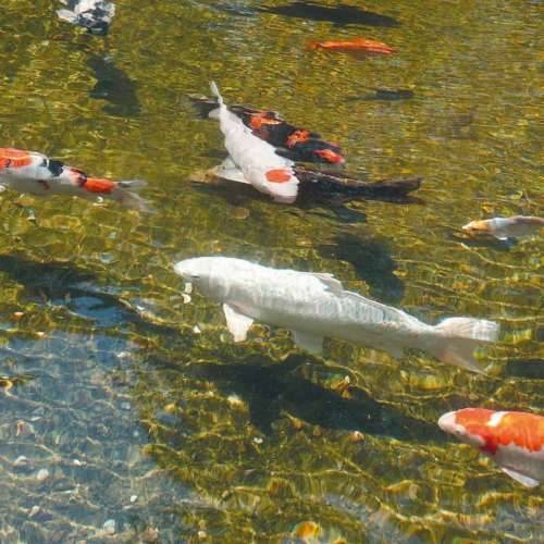 sredstvo za bistrenje bazena Ubbink AlgClear 2500 Cijena