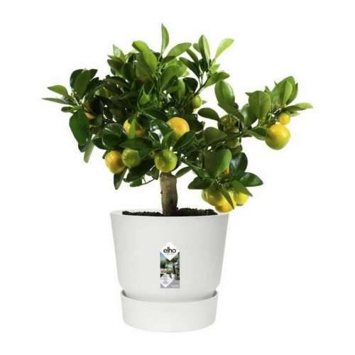 Posuda Elho Greenville Okruglo Bijela Plastika (Ø 29,5 x 27,8 cm) Cijena
