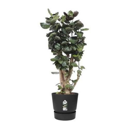 Posuda Elho Greenville Crna Plastika Okruglo Ø 40 cm Ø 39 x 36,8 cm Cijena