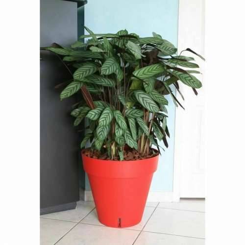 Posuda Riviera Crvena polipropilen Plastika Okruglo Bumba Ø 50 cm Cijena