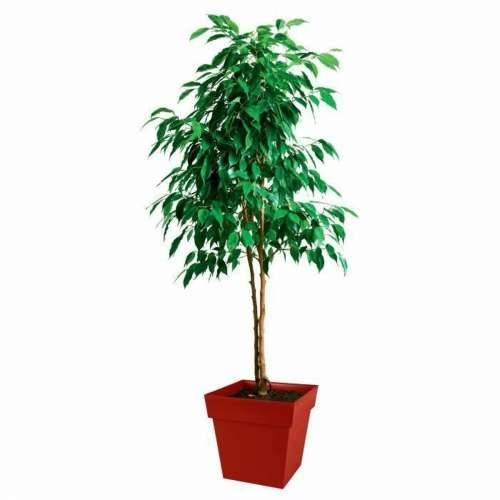 Posuda EDA   Plastika 39 cm Cijena