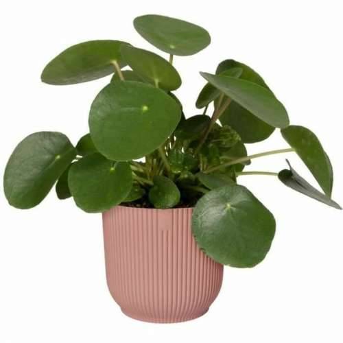 Posuda Elho   Ø 30 cm Plastika Cijena