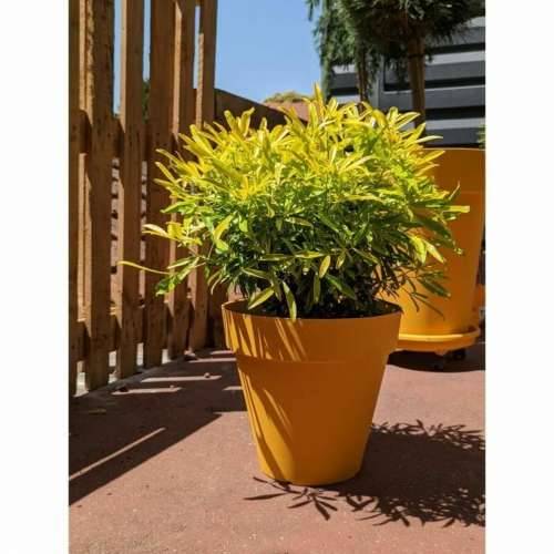 Posuda Riviera Rumena Ø 60 cm Cijena