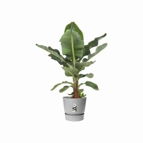 Posuda Elho Siva Plastika Okruglo moderan Ø 47 cm Cijena