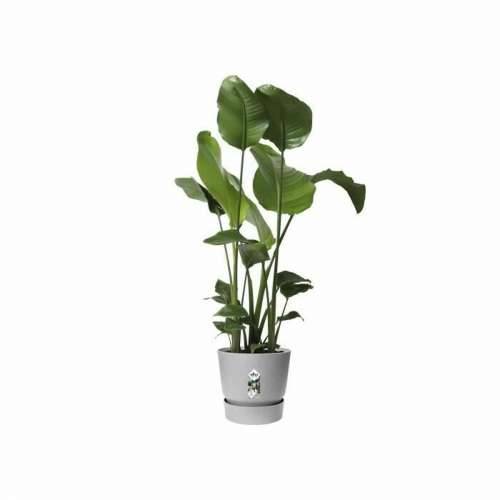 Posuda Elho Siva Plastika Okruglo moderan Ø 47 cm Cijena