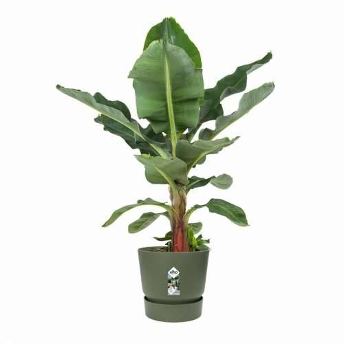 Posuda Elho Zelena Ø 55 cm Plastika Cijena