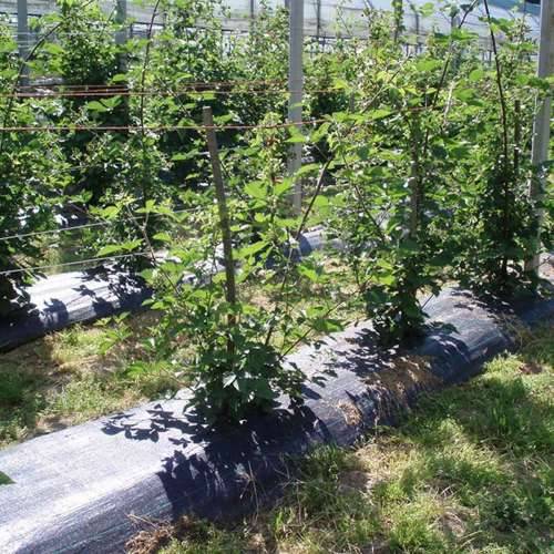 Mrežica protiv korova Fun&Go Crna 100 g/m² 2 x 100 m Cijena