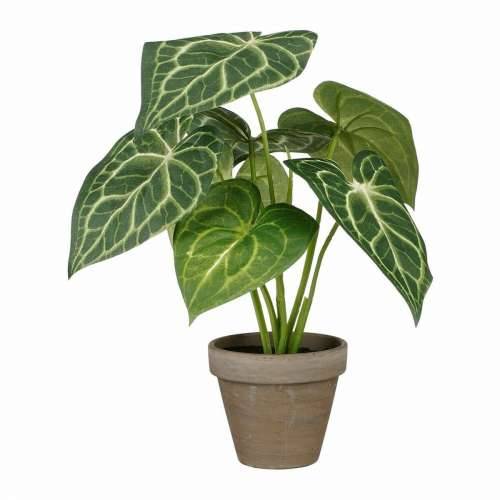 Ukrasna Biljka Mica Decorations Caladium Ø 21 x 28 cm Umjetna Cijena