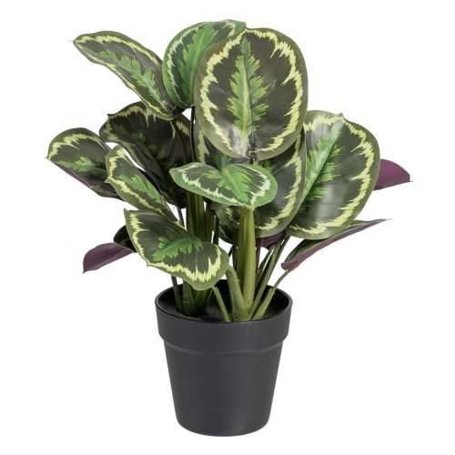 Ukrasna Biljka 37 x 37 x 41 cm Zelena PVC Cijena